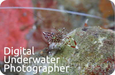 PADI Underwater Photographer